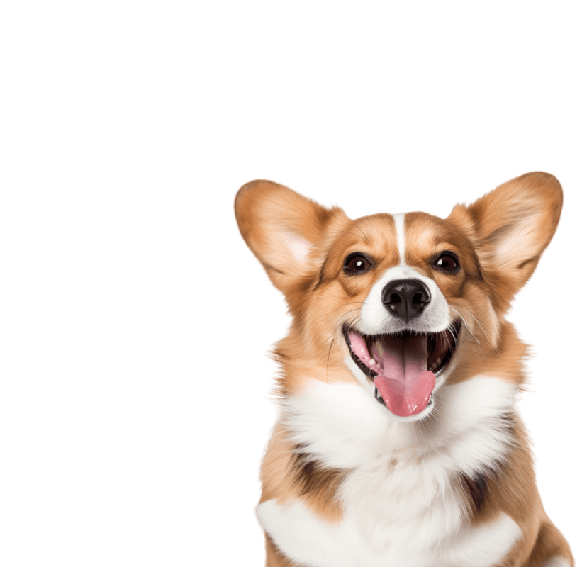 Foto do doginho
